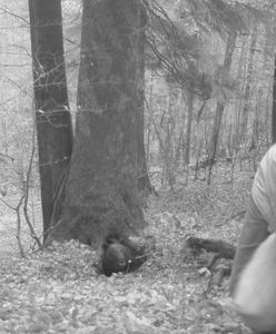 Atak niedźwiedzia. Fotopułapka wszystko nagrała