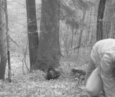 Atak niedźwiedzia. Fotopułapka wszystko nagrała