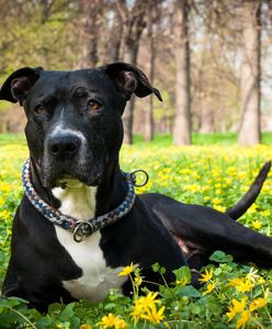 Twardogóra. 5-latka pogryziona przez pitbulla. Właściciel psa ma kryminalną przeszłość