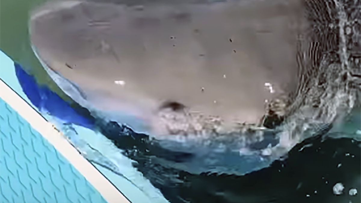 Rekin zaatakował paddleboardera na oceanie