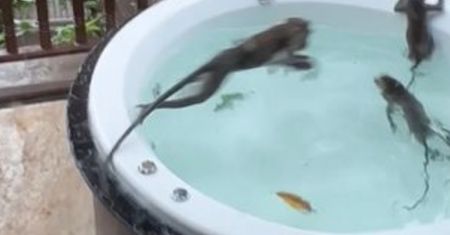 Wyszli z jacuzzi tylko na moment. Gdy wrócili, mocno się zdziwili