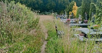 Koszalin: Mieszkańcy skarżą się na zarośnięte ścieżki na Cmentarzu Komunalnym