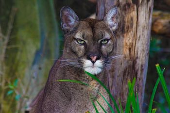 Puma złapana! Po kilku dniach poszukiwań drapieżnik uśpiony w okolicach Karsinki
