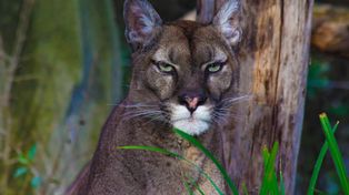 Puma złapana! Po kilku dniach poszukiwań drapieżnik uśpiony w okolicach Karsinki