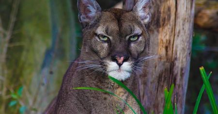 Puma złapana! Po kilku dniach poszukiwań drapieżnik uśpiony w okolicach Karsinki