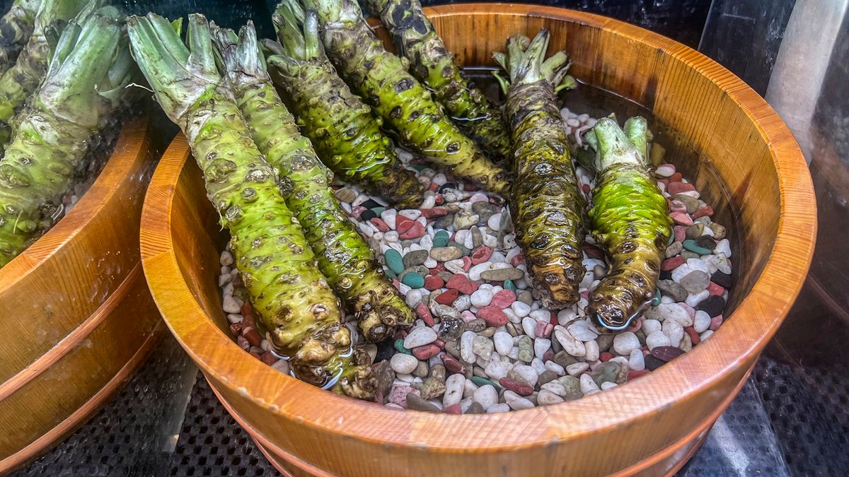 "Japoński chrzan" rośnie w Polsce i kosztuje krocie. Jedyny taki w Europie
