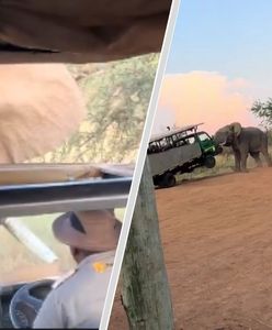 Wściekły słoń zaatakował turystów. Jest nagranie