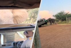 Wściekły słoń zaatakował turystów. Jest nagranie