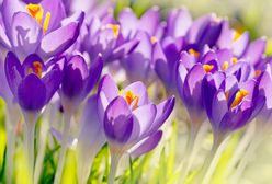 Pierwszy dzień wiosny – czwartek, 21 marca 2019. Dziś rozpoczęła się kalendarzowa wiosna. Sprawdź, jak witamy ją w Polsce