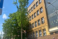 Katowice. Nowe drzewa przy ul. Raciborskiej. Wycięto kasztany posadzono klony