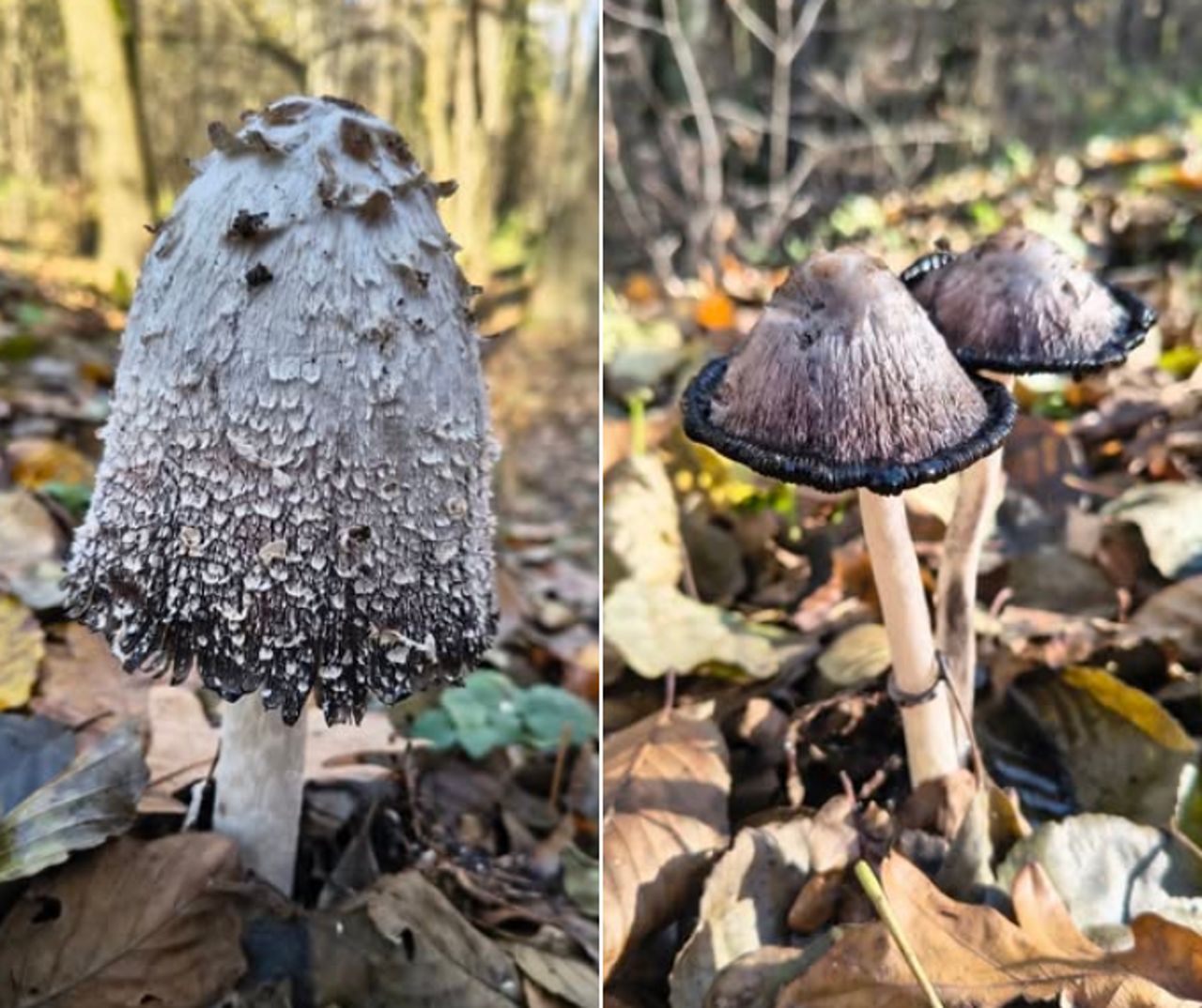 "Znikający cud natury". Leśnicy pokazali niezwykłego grzyba
