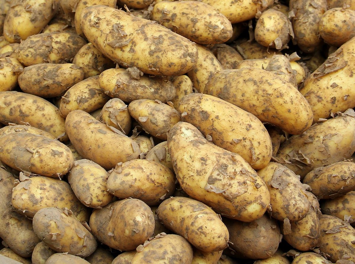 Zeszłoroczne zbiory ziemniaków były o 40 proc. większe niż w 2019 r. 