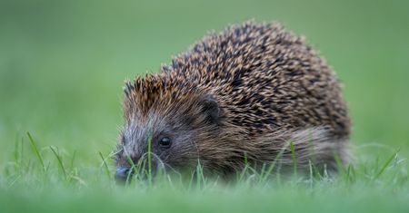 Używali jeża do grania w piłkę. Nastolatkowie staną przed sądem