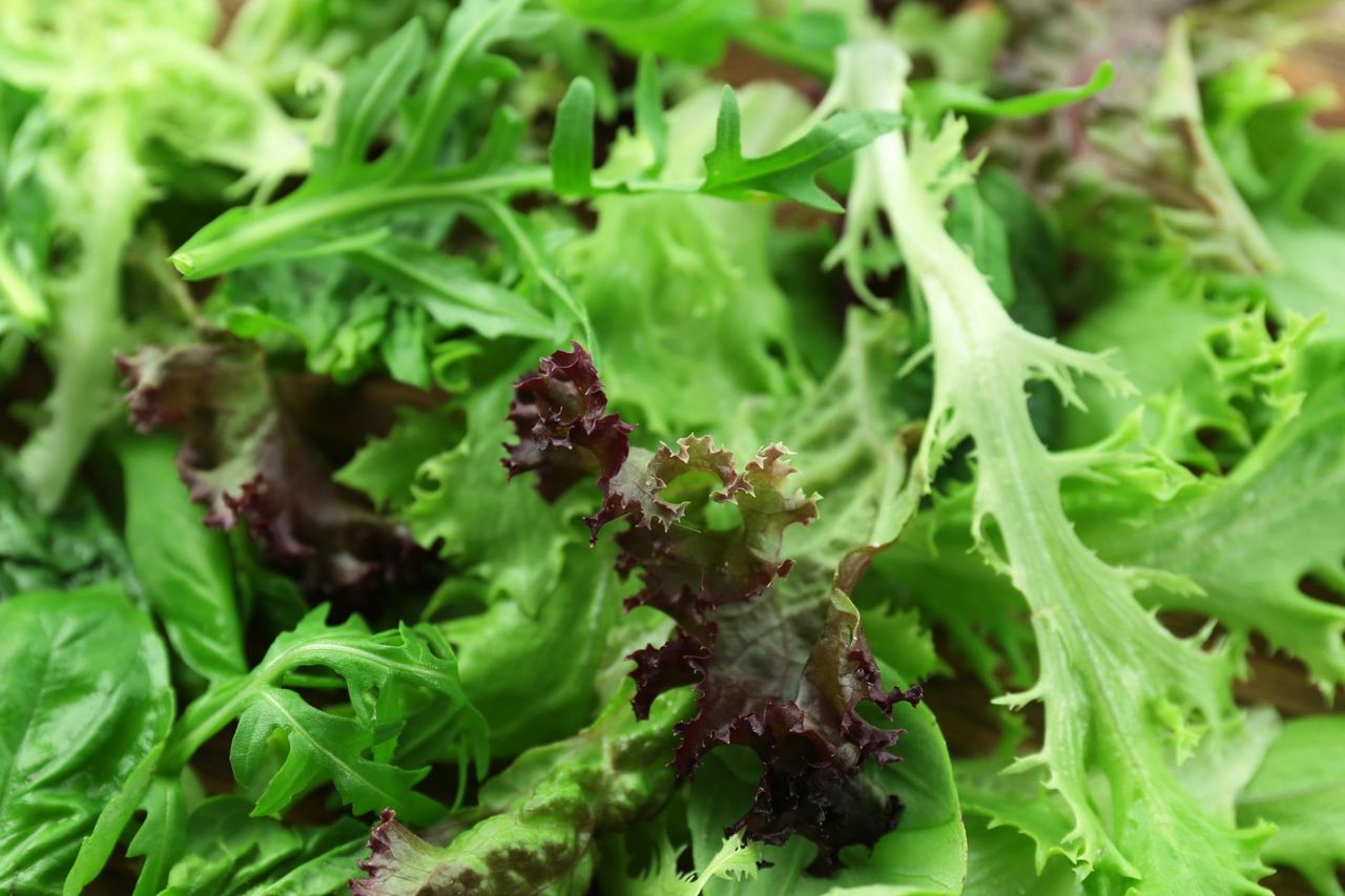 Salmonella w rukoli. Biedronka, Lidl i Selgros wycofują produkty. Odbiorcą był także McDonald's