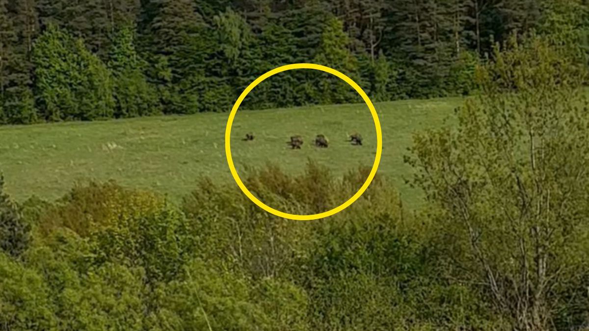 Leśnik nagrał żubry.