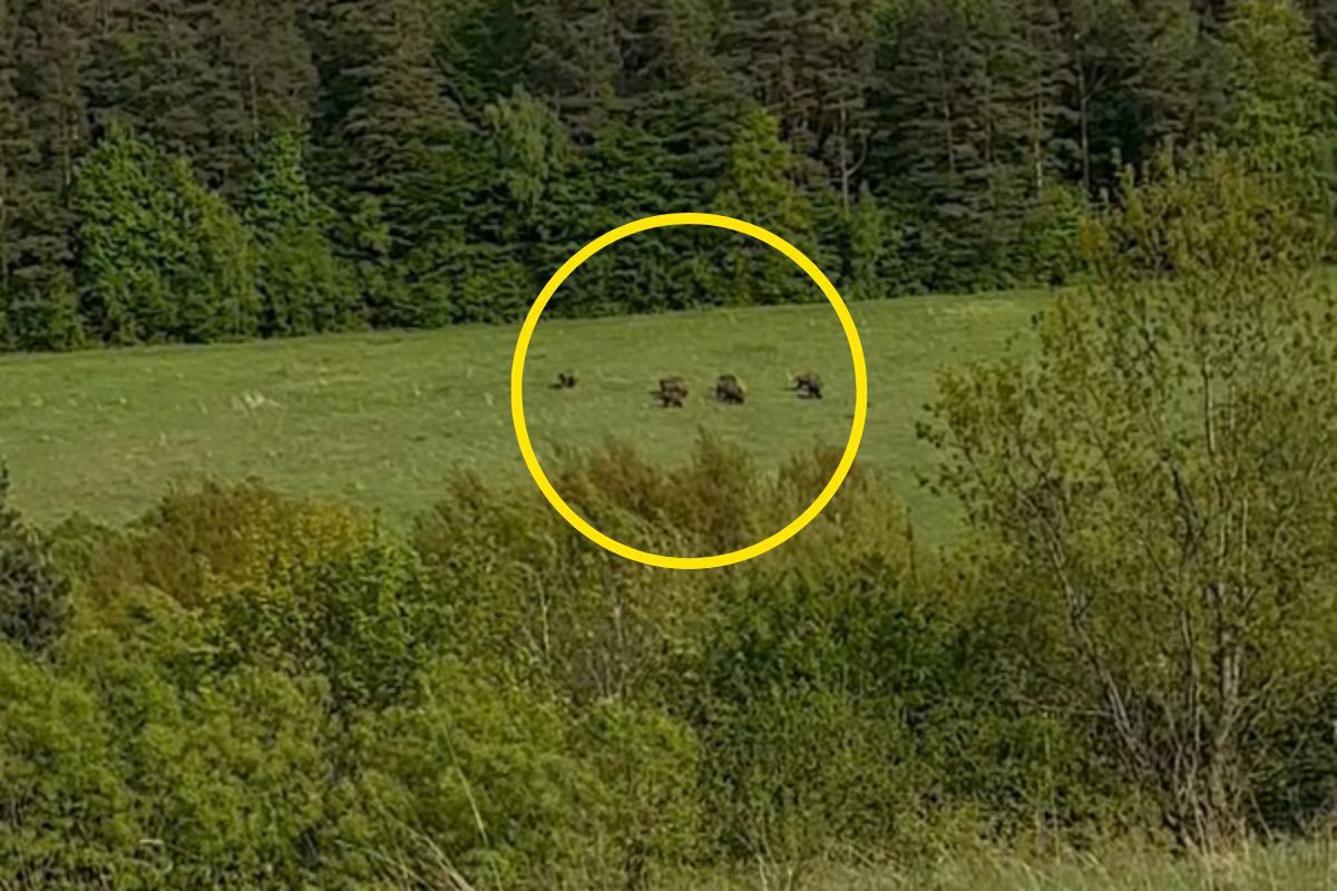 Wypatrzył je z daleka. Leśnik od razu chwycił za telefon