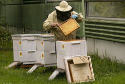 Warszawa. Zebrano 120 kg miodu. Pszczoły z Kabat szykują się do zimy