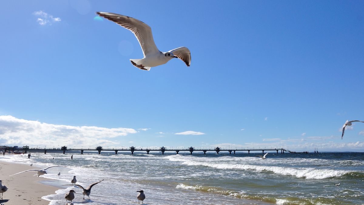 Pogoda plaża Bałtyk wakacje upał słońce Polska mewy