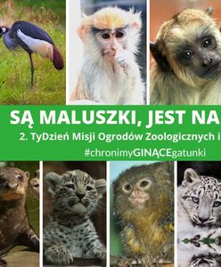 Warszawa. Ogrody zoologiczne w Polsce świętują. Mają wspólną misję