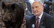 Bojówki Macierewicza zmasakrują dziki? "Wystosowałem pismo do pani premier o powołanie zespołu DO SPRAW WALKI Z DZIKAMI"