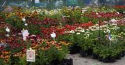 Częstochowa: Festiwal barw i zapachów. Stoiska ogrodnicze pełne inspiracji