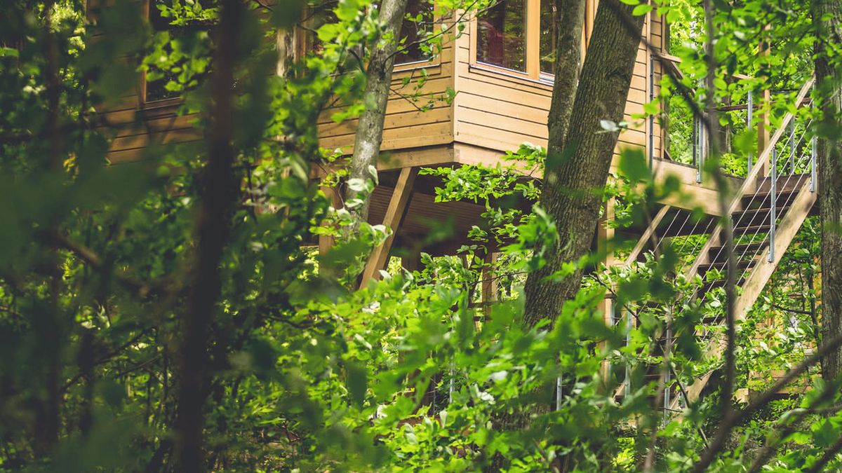 Lasy Państwowe jednak nie będą uczestniczyć w przedsięwzięciu