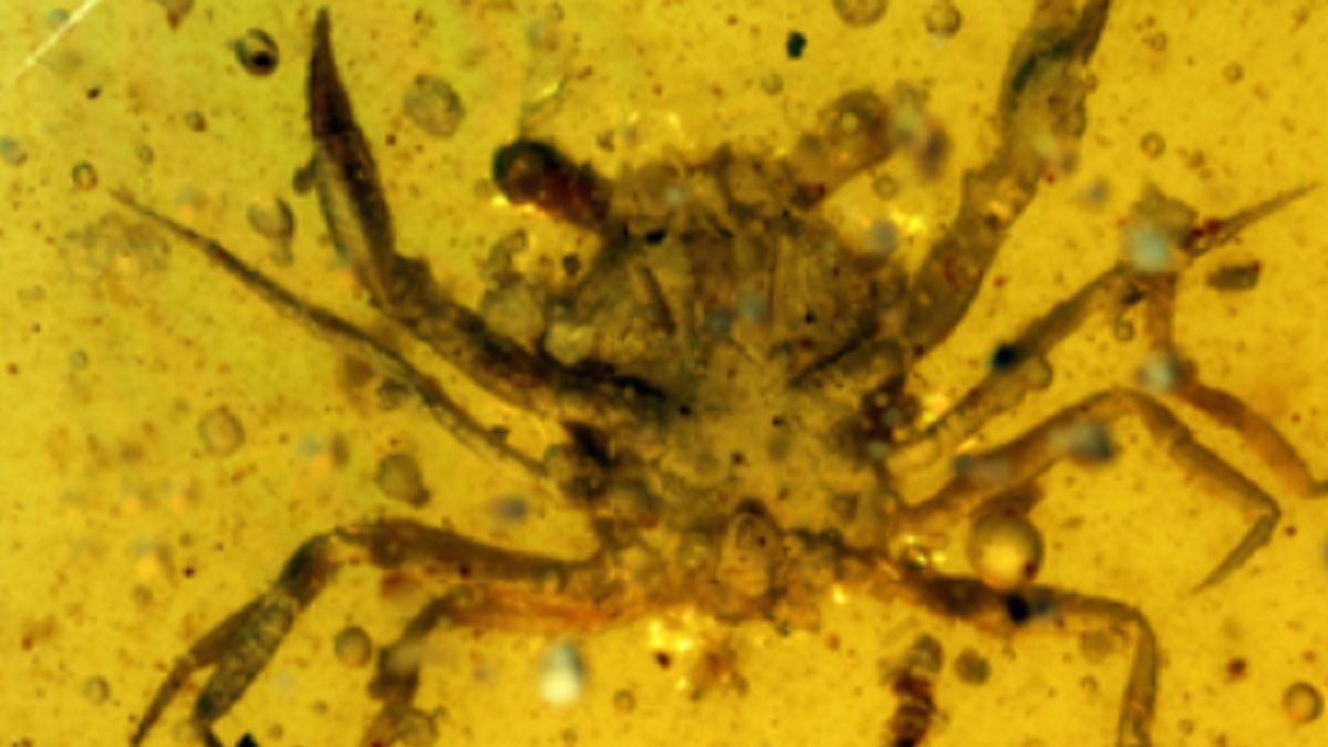 Mały krab został zatopiony w bursztynie prawie 100 mln lat temu.