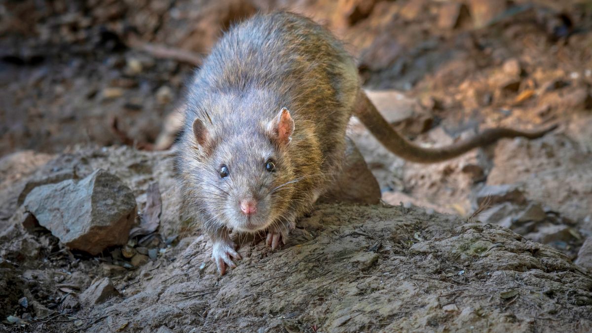Tak najszybciej wytępisz szczury 