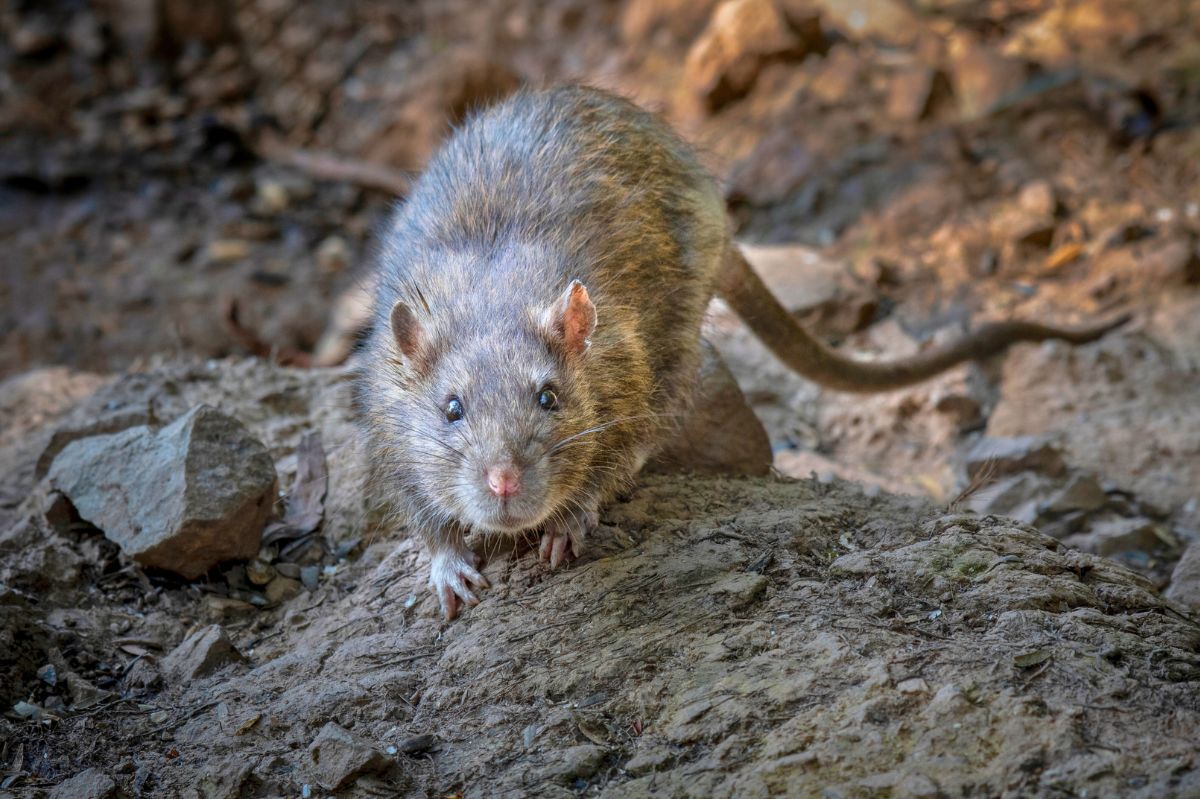 Winning the war on rats. Humane deterrents to protect your home