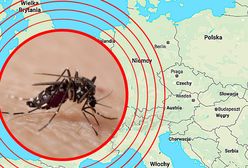 Komar tygrysi atakuje. W Lyonie pojawiła się groźna denga