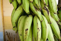 Unia Europejska kończy 16-letnią wojnę o banany