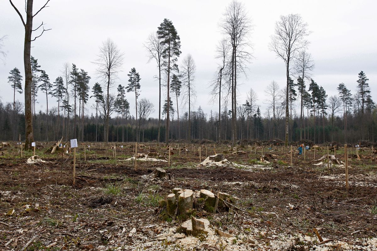 Aktywiści blokują drogę. Nie pozwalają na wywóz drzew z Puszczy Białowieskiej