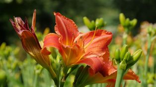 Festiwal Liliowców w Arboretum Wojsławice. Tysiące kwiatów, warsztaty, koncerty i letnie atrakcje