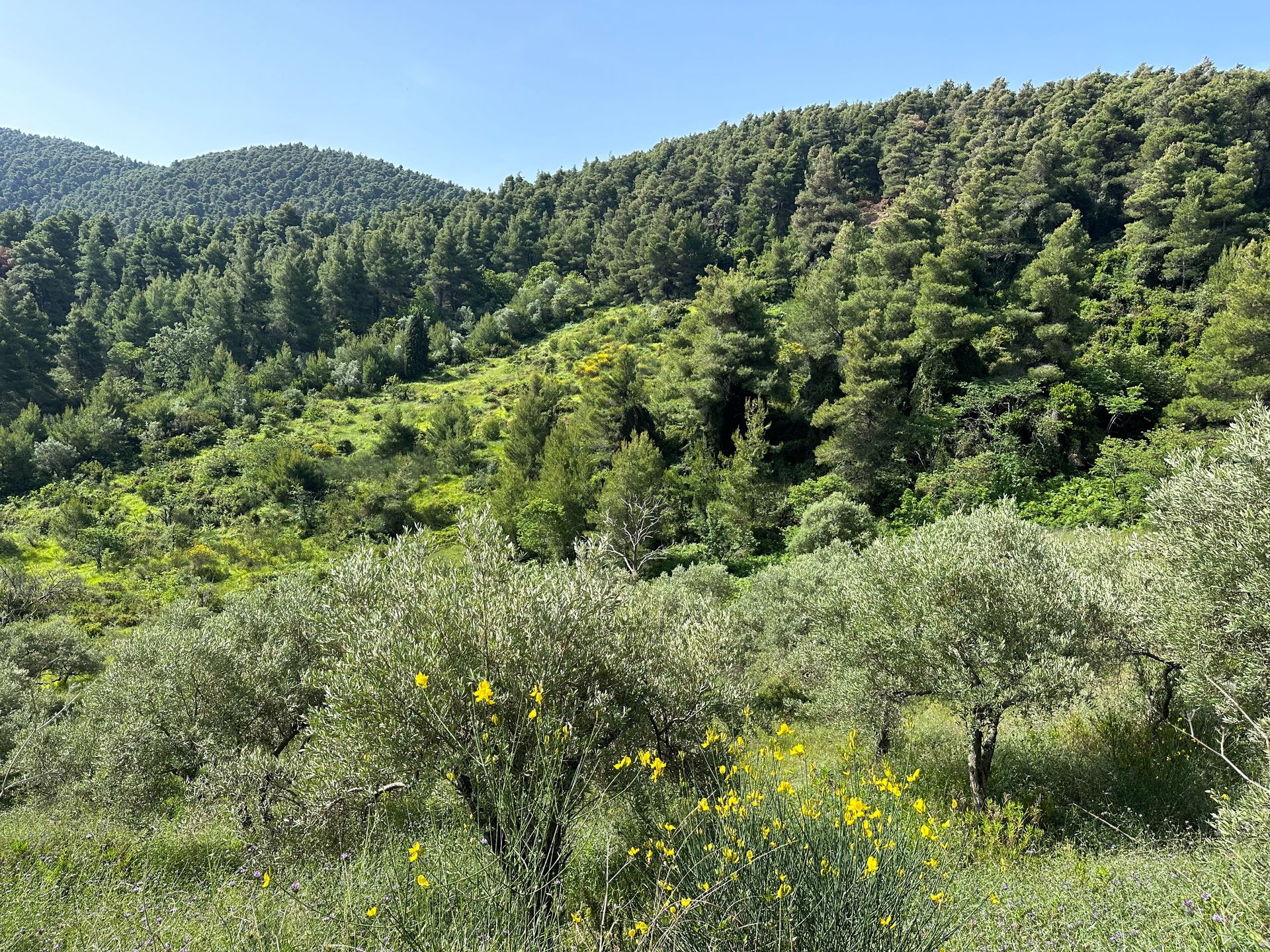 Lasy sosnowe i gaje oliwne tworzą krajobraz na Skopelos
