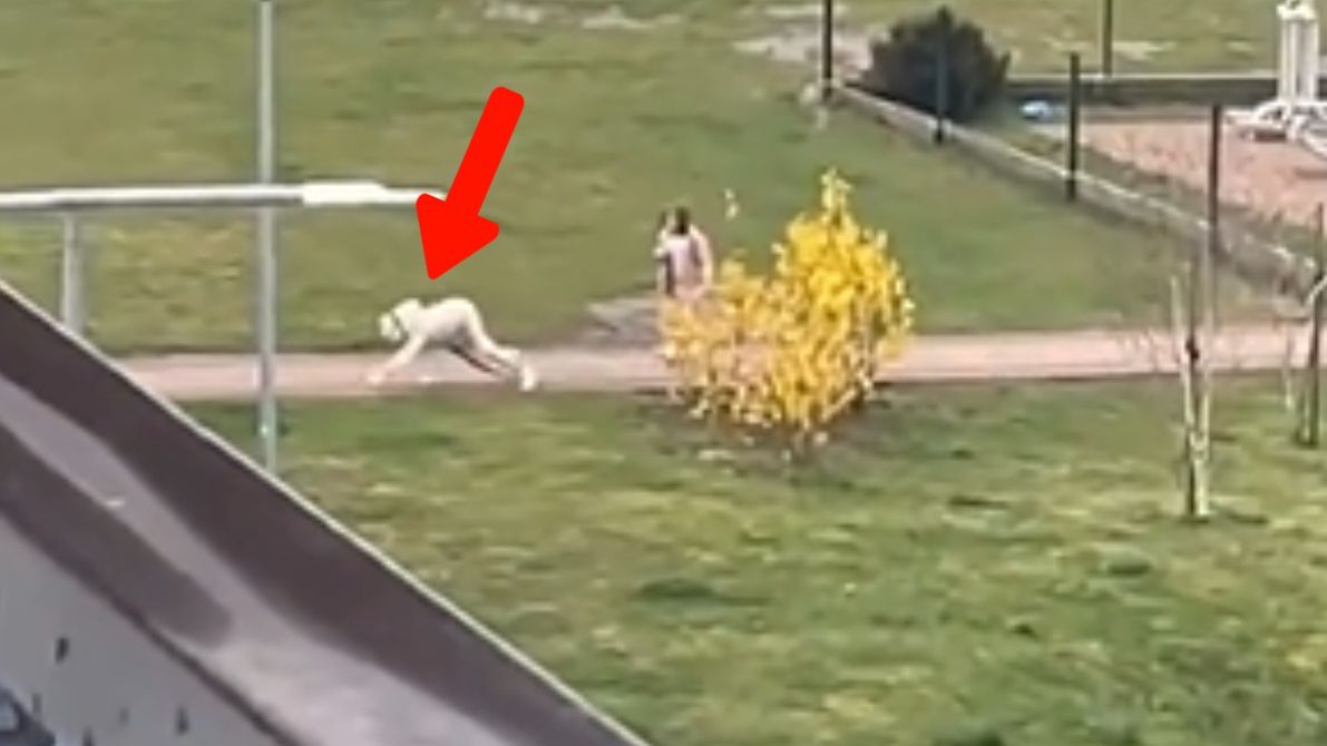 Lubawa: człowiek wyprowadzany na spacer na smyczy