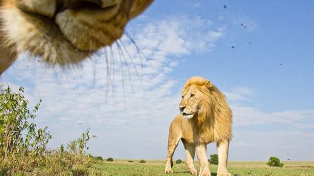 BeetleCam – opancerzona kamera dostarczy zdjęcia nawet z jaskini lwa 1
