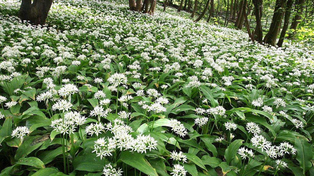 Czosnek niedźwiedzi nazywany jest też cebulą czarownic