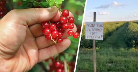 "Rwać, nie pytać". Plantator wyjaśnia, co się kryje za dramatyczną promocją na porzeczki