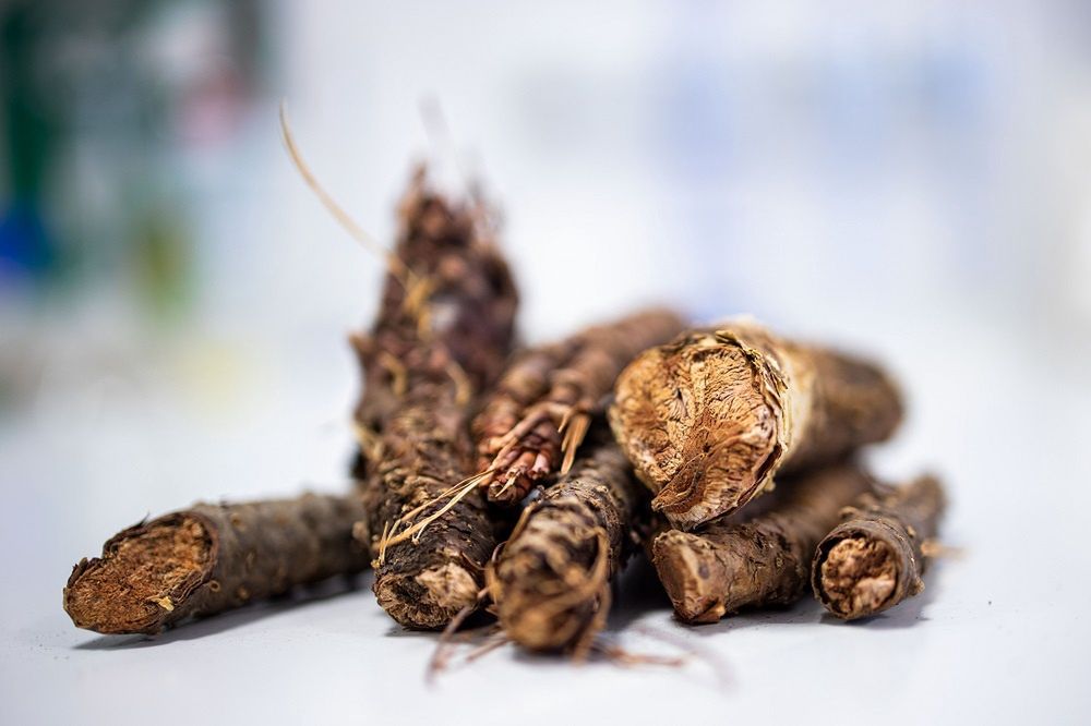 Różeniec górski (Rhodiola rosea L.) 