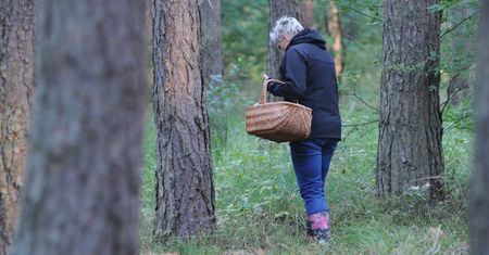 "Pierwszy taki rok". Co się dzieje z grzybami?