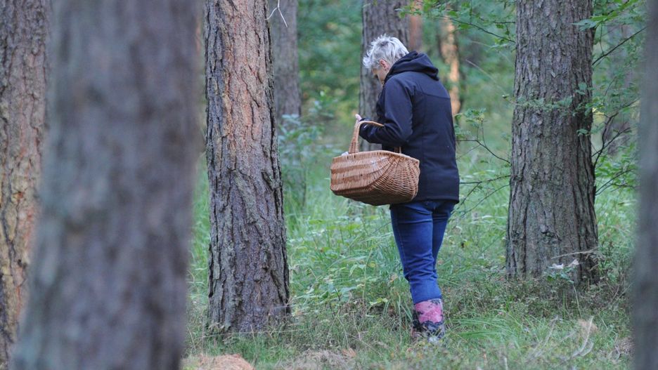 na grzybach
Marcin Bielecki
grzyb, grzybobranie, las, zbieranie grzyb�w