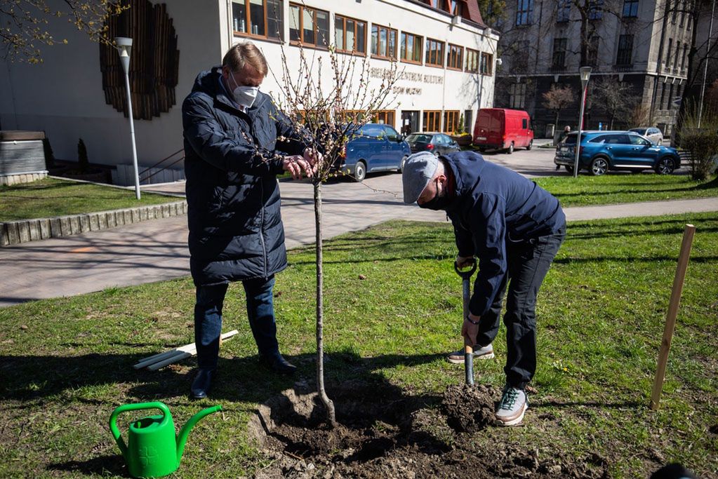 Śląskie. Migdałowca Bohdana sadził m.in. prezydent Bielska-Białej Jarosław Klimaszewski i członkowie Fundacji Ekologicznej Arka.