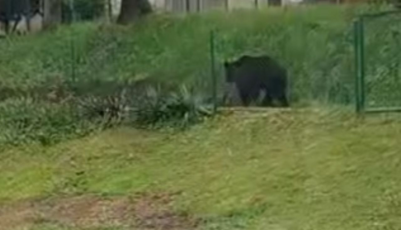 15 m od domu. Aż zaczęła nagrywać. Kobieta przerażona
