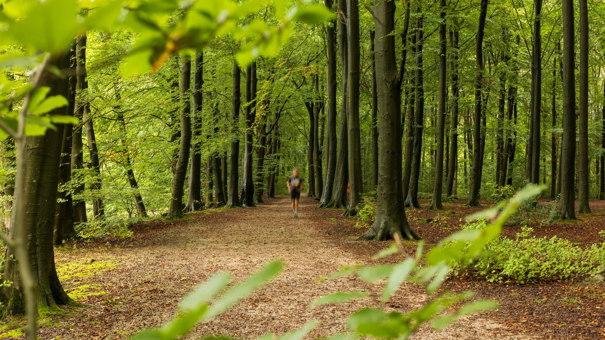 Gdy lasy milkną. Badania UAM pokazują nowy, niedoceniany problem