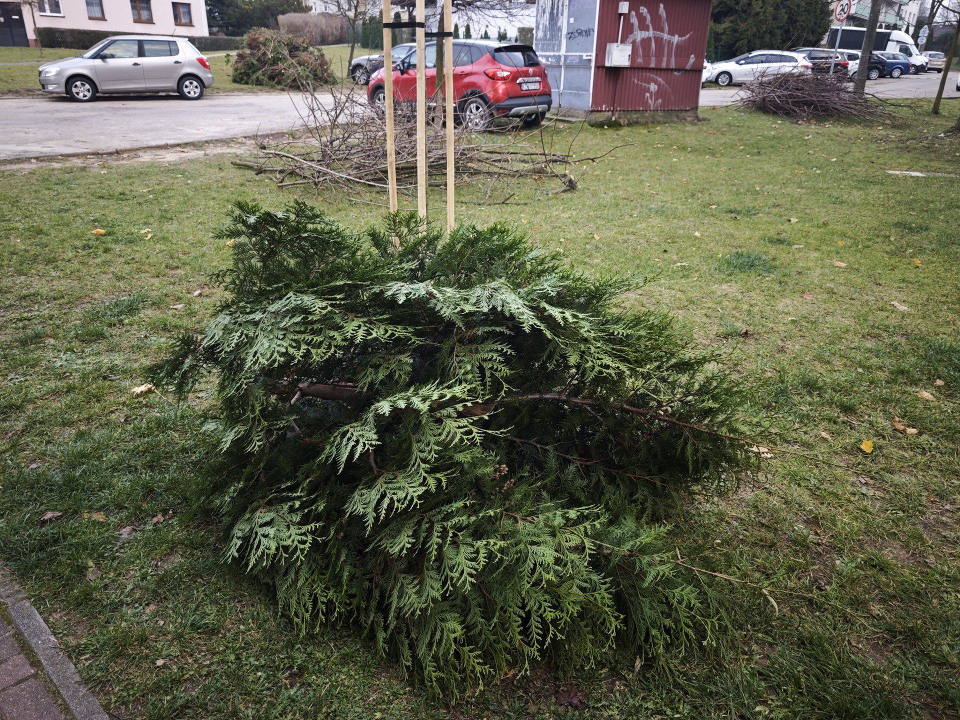 Na osiedlu Młodości w Chrzanowie trwa porządkowanie zieleni