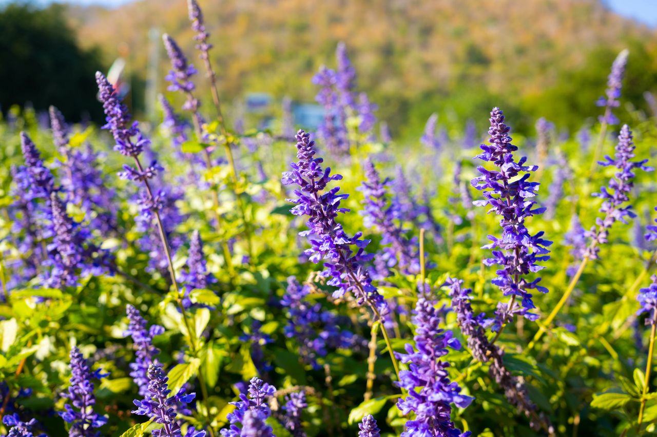 Shiny Sage Mastery: Growing and Caring for Your Garden's Jewel