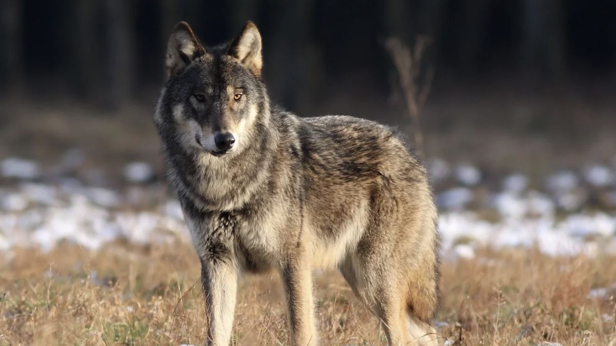 Wilk Mróz wciąż wraca do miejsca, gdzie zostawił partnerkę