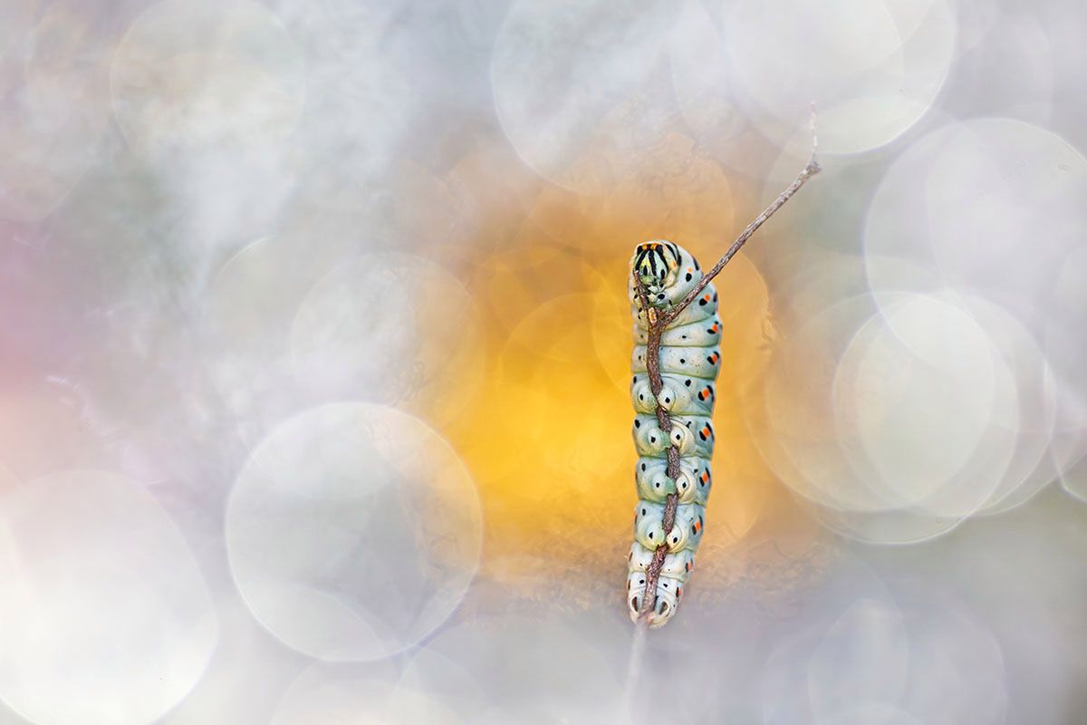 Macro Art Photo Project 2019, czyli najpiękniejsze ujęcia makro 13