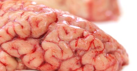 Surowy mózg cielęcy