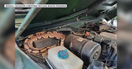 Pyton przy piaskownicy w Poznaniu. Właściciel uchylił terrarium, by wężowi nie było za gorąco